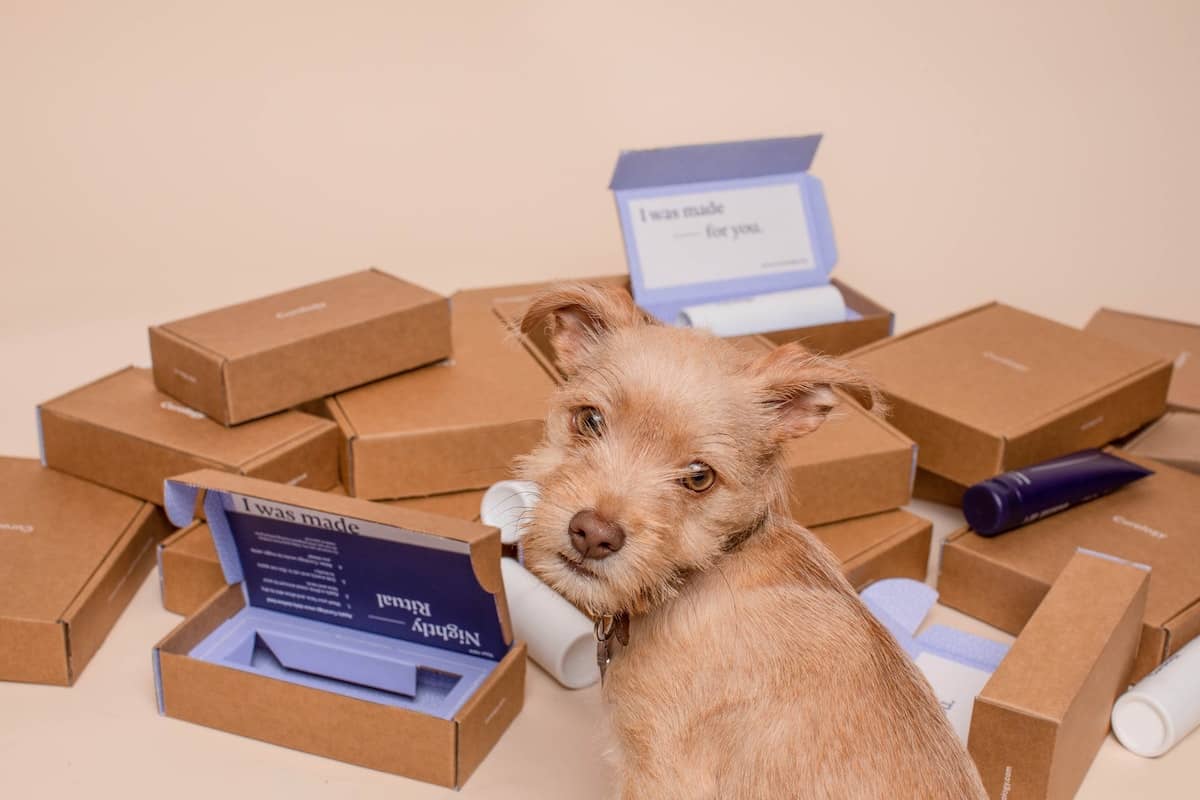 A dog looking pleasantly with returned box in the background