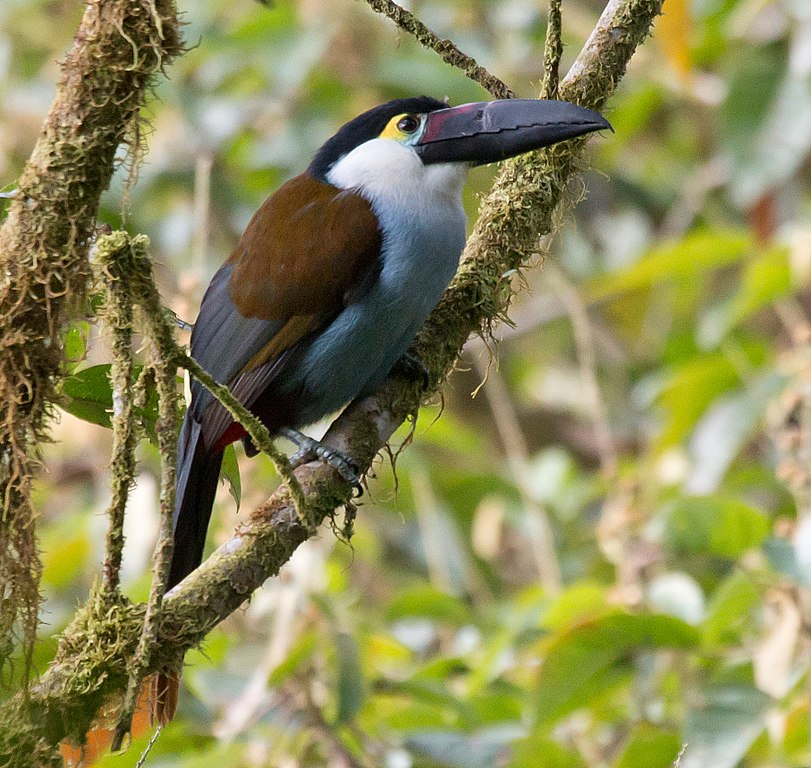 A black billed mountain toucan still taken from the forest perched on a branch of tree