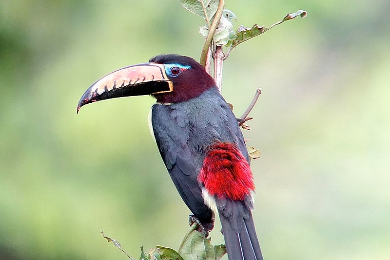 The lettered aracari bird having large beek perched on a branch in the forest