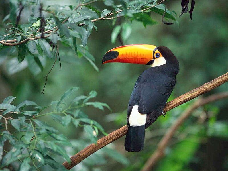Toucan bird with large orange colored beek having black feathers sitting in a branch in the forest