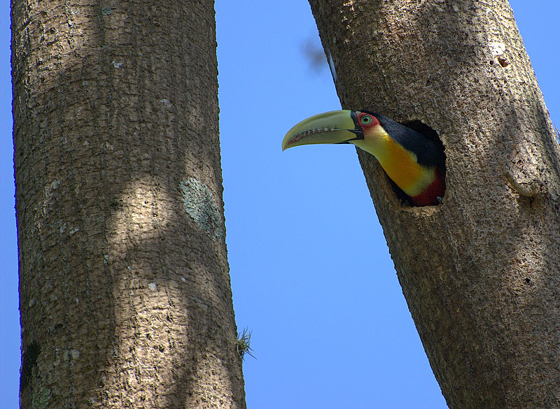 Red-breasted toucan nested by making a whole in a tree