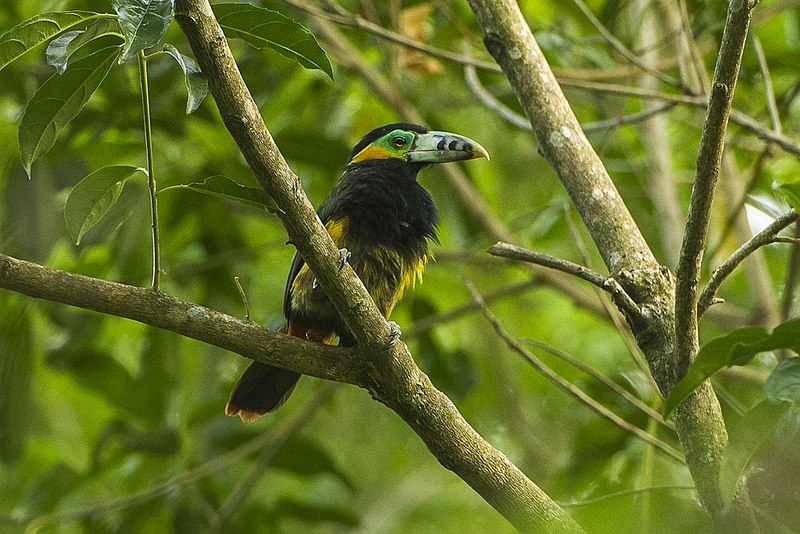The Spot-billed toucanets having a dark brown feathers perched on a branch in the forest