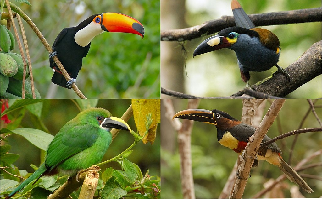 Four genrus of toucan in a single image